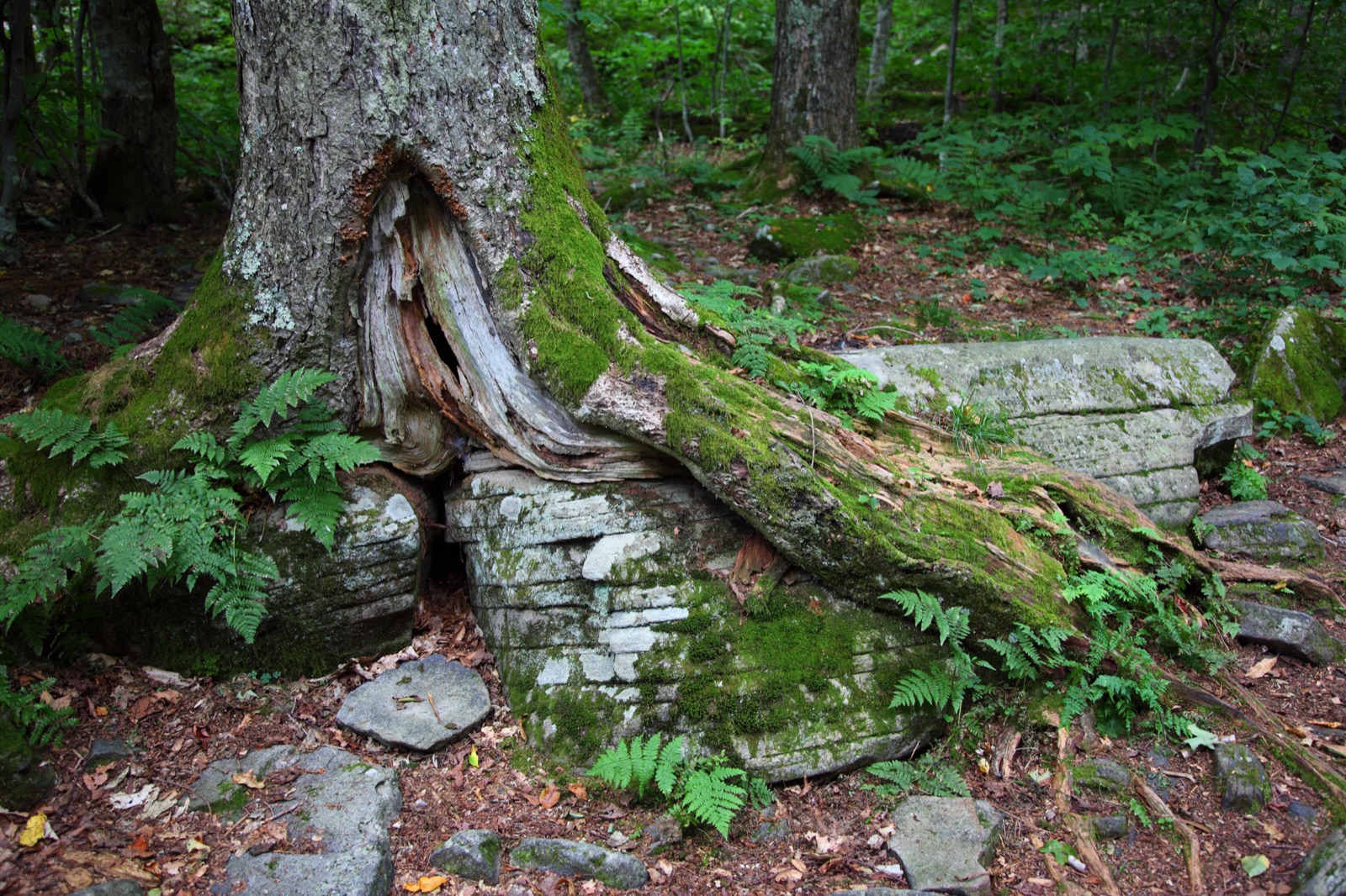 Catskill Forest — Catskill High Peaks photography
