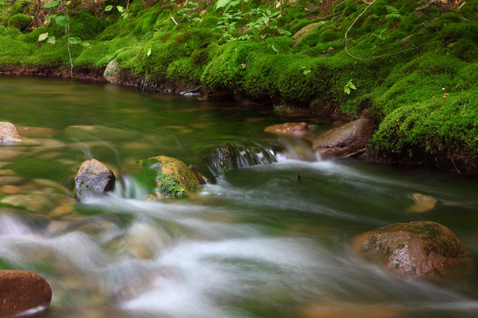 Neversink River Moss — Catskill High Peaks photography